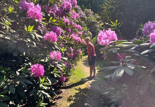 23-06-03 16-53-22 5806